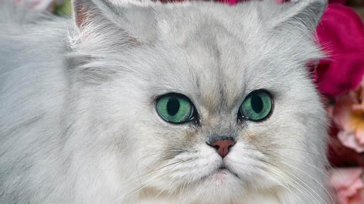 Angry White Cat Face Closeup